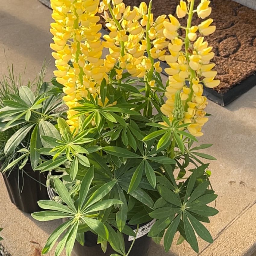 Photo of the plant species Golden Chain by @PowerfulBanana7 named Khaleesi on Greg, the plant care app