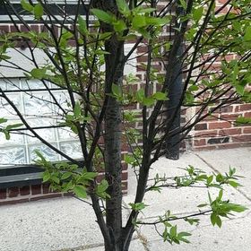 Photo of the plant species Green Ash by @OpenlyBulrush76 named Gaga on Greg, the plant care app