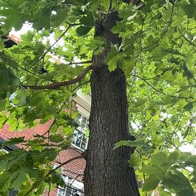 Photo of the plant species Norway Maple by @OpenlyBulrush76 named Hamilton on Greg, the plant care app