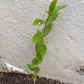 Photo of the plant species Solomon's Seal by @OpenlyBulrush76 named Shakira on Greg, the plant care app