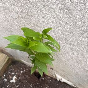 Photo of the plant species Solomon's Seal by @OpenlyBulrush76 named Apollo on Greg, the plant care app