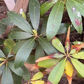 Photo of the plant species Great Laurel by @OpenlyBulrush76 named Beyonce on Greg, the plant care app