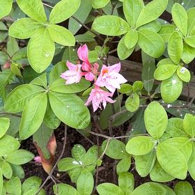 Photo of the plant species Pink Azalea by @OpenlyBulrush76 named Mollie on Greg, the plant care app