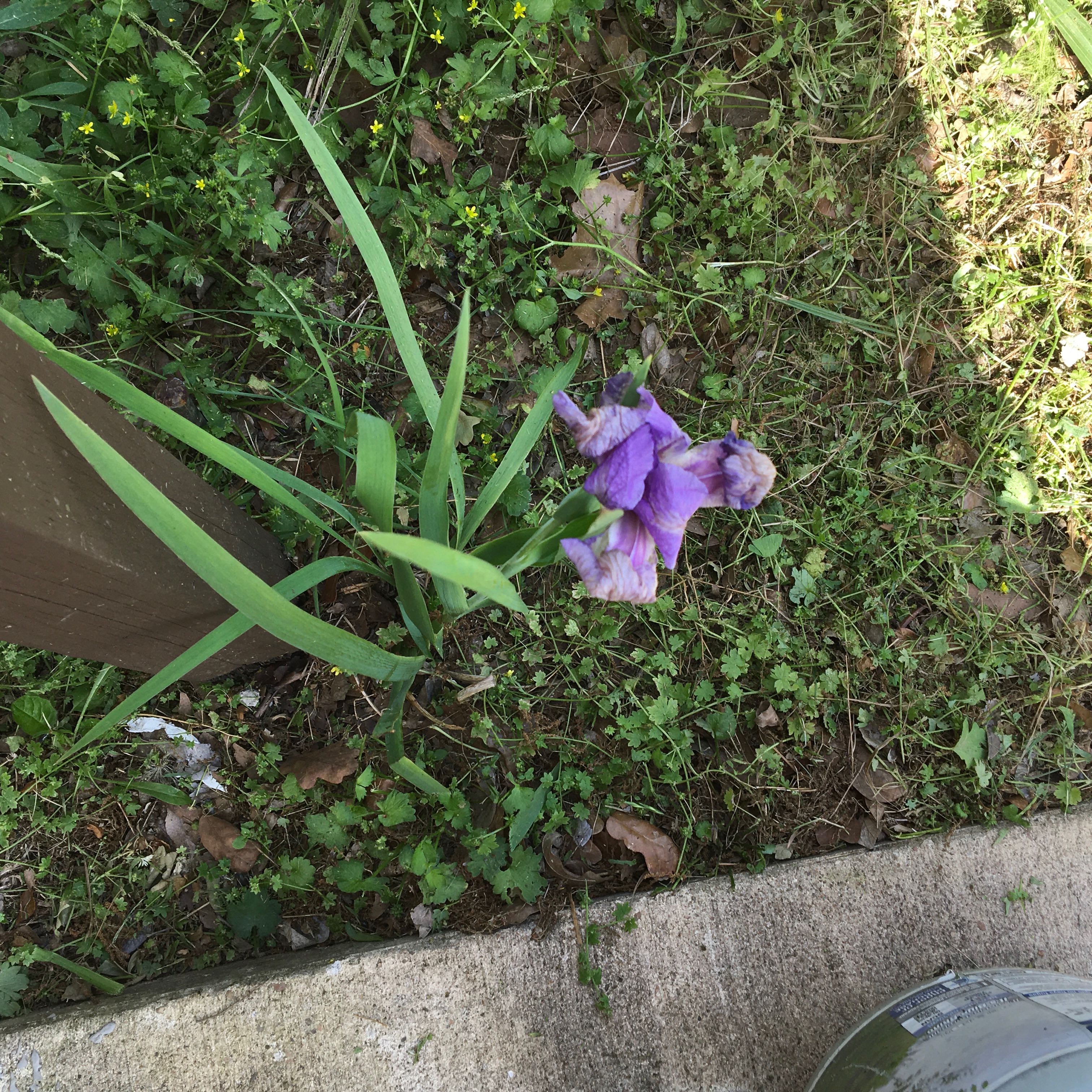 Photo of the plant species Douglas Iris by @ZappyTaraire3 named Osmo on Greg, the plant care app