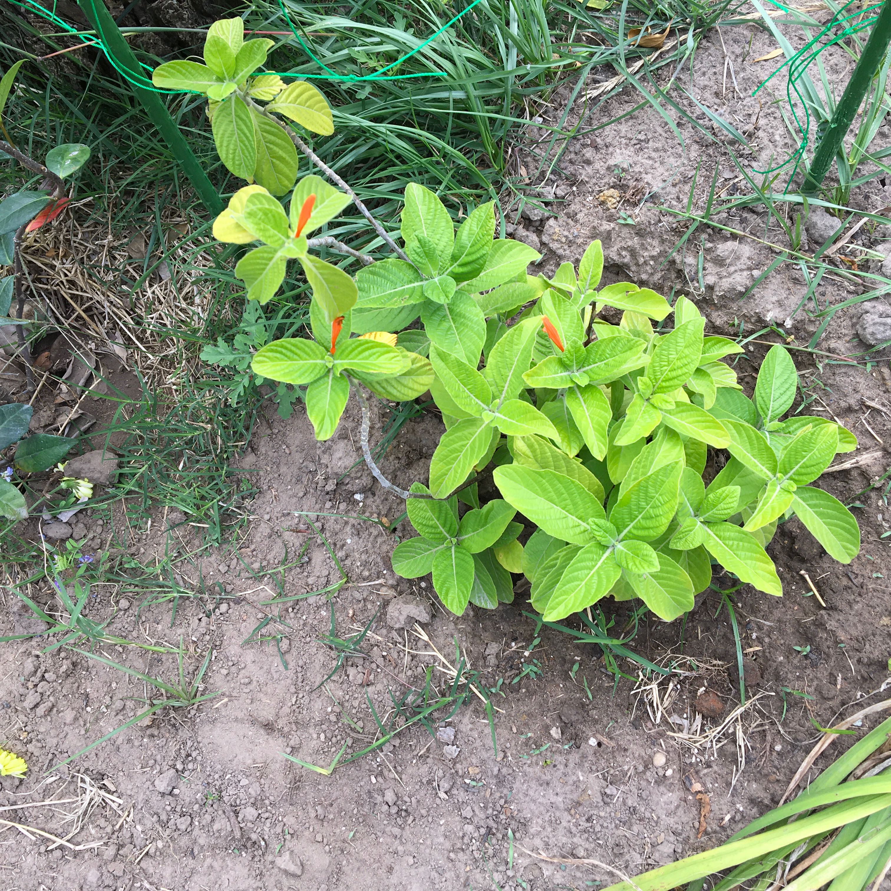 Photo of the plant species Mohintli by @ZappyTaraire3 named Maya on Greg, the plant care app