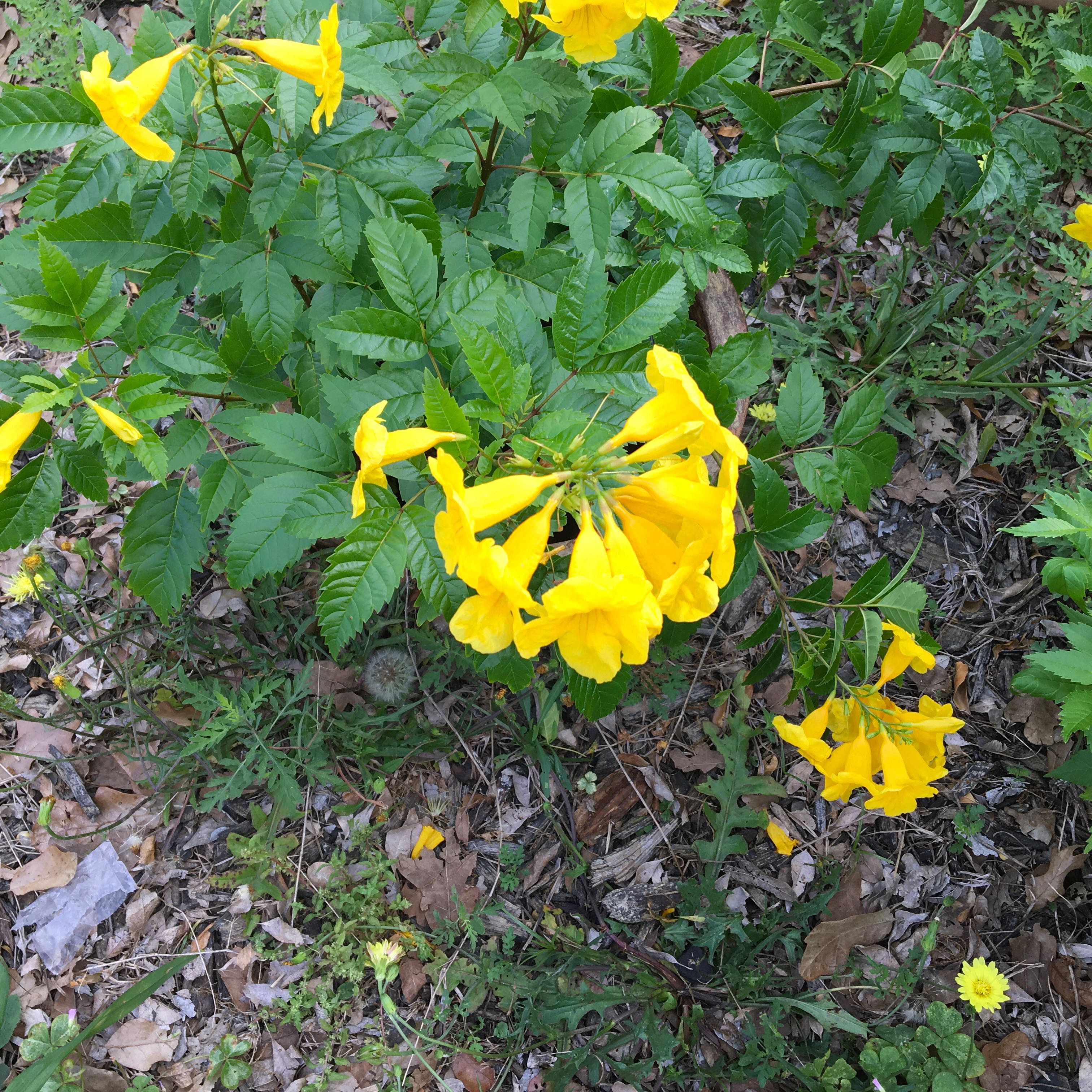 Photo of the plant species Yellow Bells by @ZappyTaraire3 named da Vinci on Greg, the plant care app