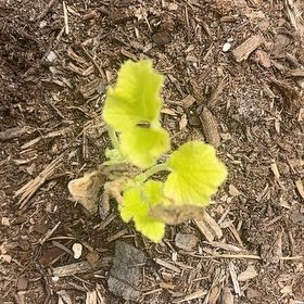 Photo of the plant species Ginkgo Tree by @RegnantDaisy46 named Sherlock on Greg, the plant care app