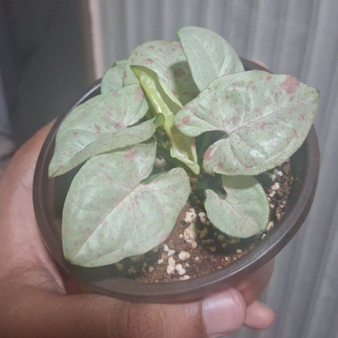 Photo of the plant species Milk Confetti Syngonium by @NeatJavamoss8 named Bigleef Smalls on Greg, the plant care app