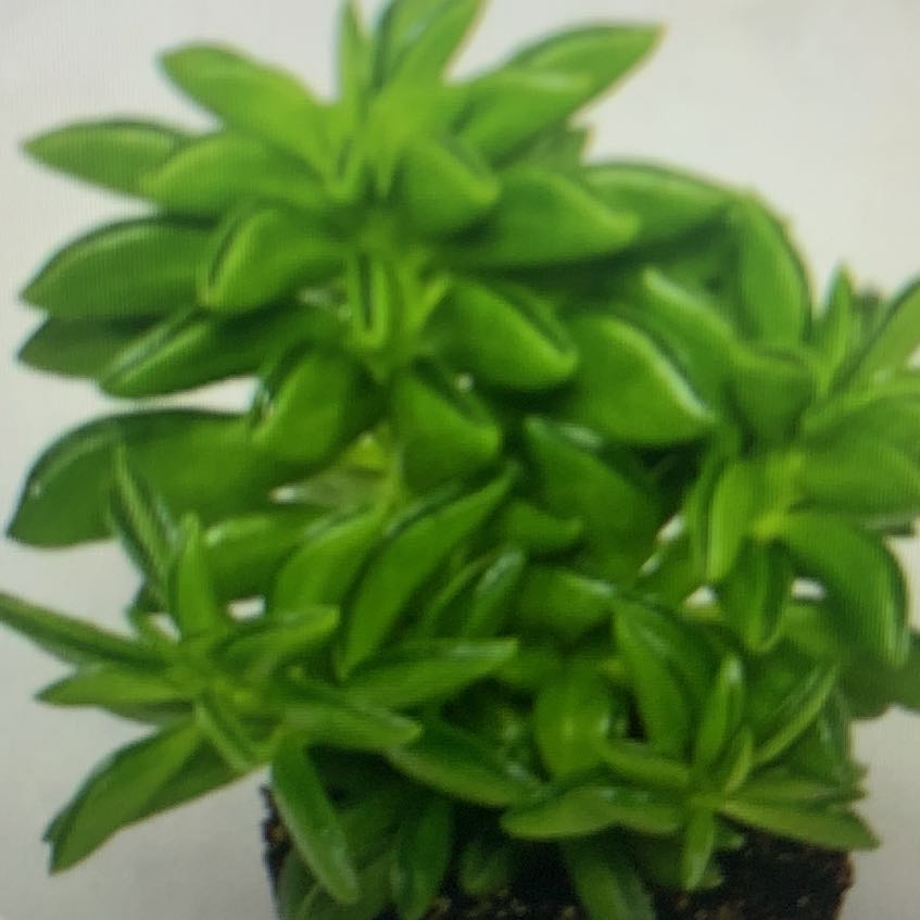 Photo of the plant species Prayer Pepper by @GemBlackberry45 named Spike Leaves on Greg, the plant care app