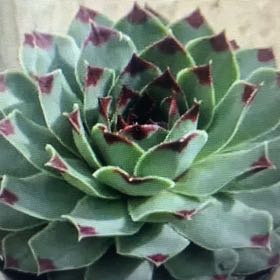 Photo of the plant species Sempervivum calcareum by @GemBlackberry45 named Muhammad Ali on Greg, the plant care app