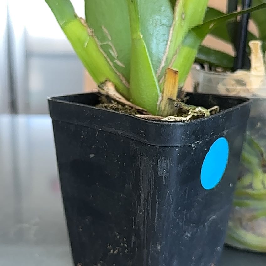 Photo of the plant species Oncidium sharry baby 'Sweet Fragrance' by @ExecAjídulce21 named Messi on Greg, the plant care app