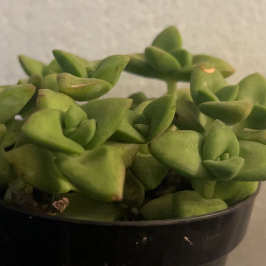 Photo of the plant species Echeveria Jessica by @LimberRoussea52 named Treeyoncé on Greg, the plant care app