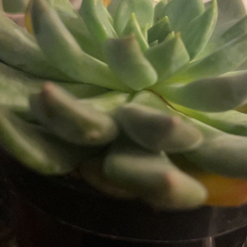Photo of the plant species Sedeveria 'Dark Elf' by @LimberRoussea52 named Gaga on Greg, the plant care app