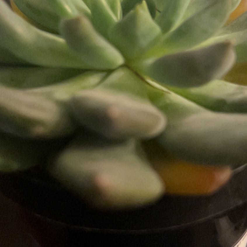 Photo of the plant species Echeveria 'Dark Elf' by @LimberRoussea52 named Oscar on Greg, the plant care app