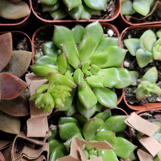 Photo of the plant species Crassula Orbicularis by @ManyRedsky28 named Nithin on Greg, the plant care app