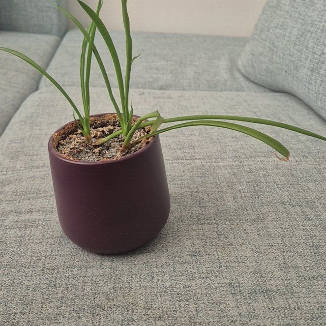 Photo of the plant species Starfish Snake Plant by @RealErophaca93 named Sansevieria cylindrica on Greg, the plant care app