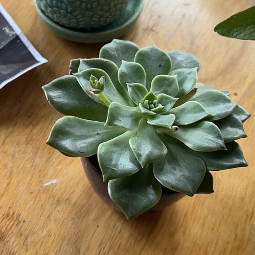 Photo of the plant species Taciveria 'Tasha' by @VerdurousTaro69 named Xena on Greg, the plant care app