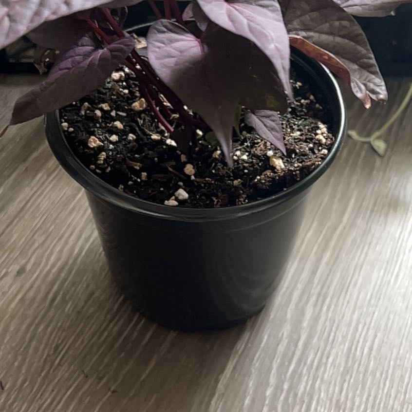 Photo of the plant species Sweet Potato 'Bright Ideas Black' by @PetWolfsbane40 named Curie on Greg, the plant care app
