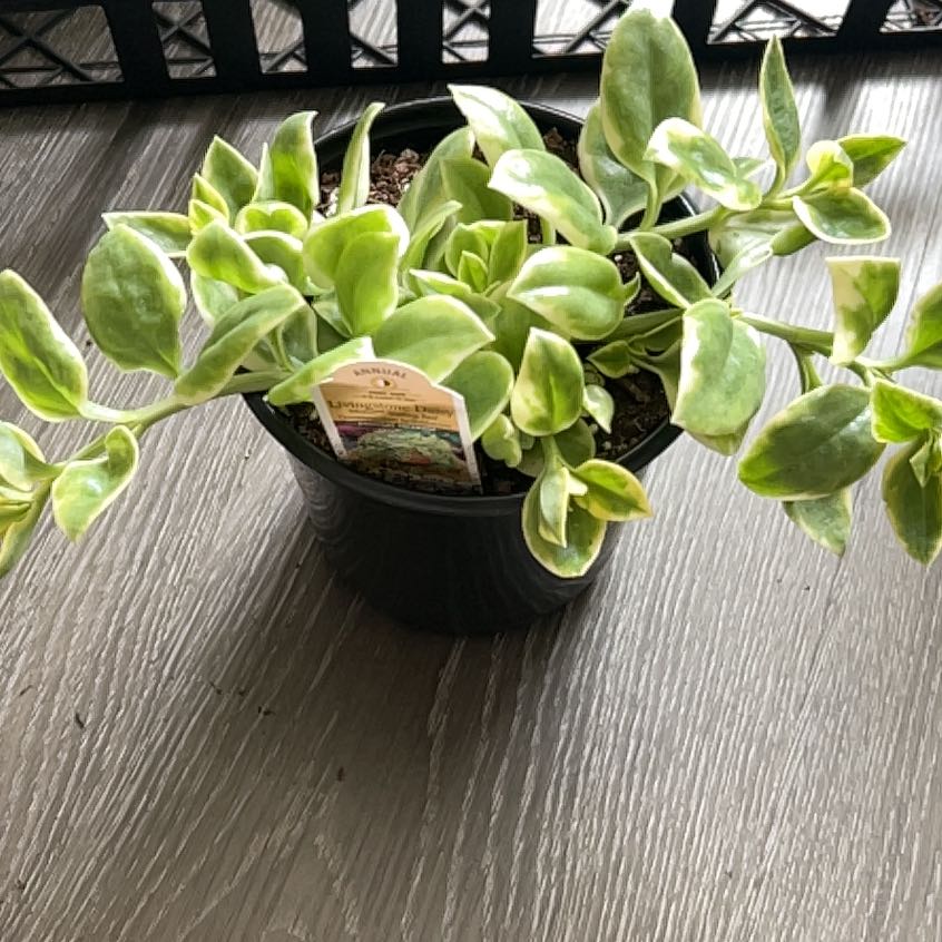 Photo of the plant species Livingstone Daisy by @PetWolfsbane40 named Foxxy on Greg, the plant care app