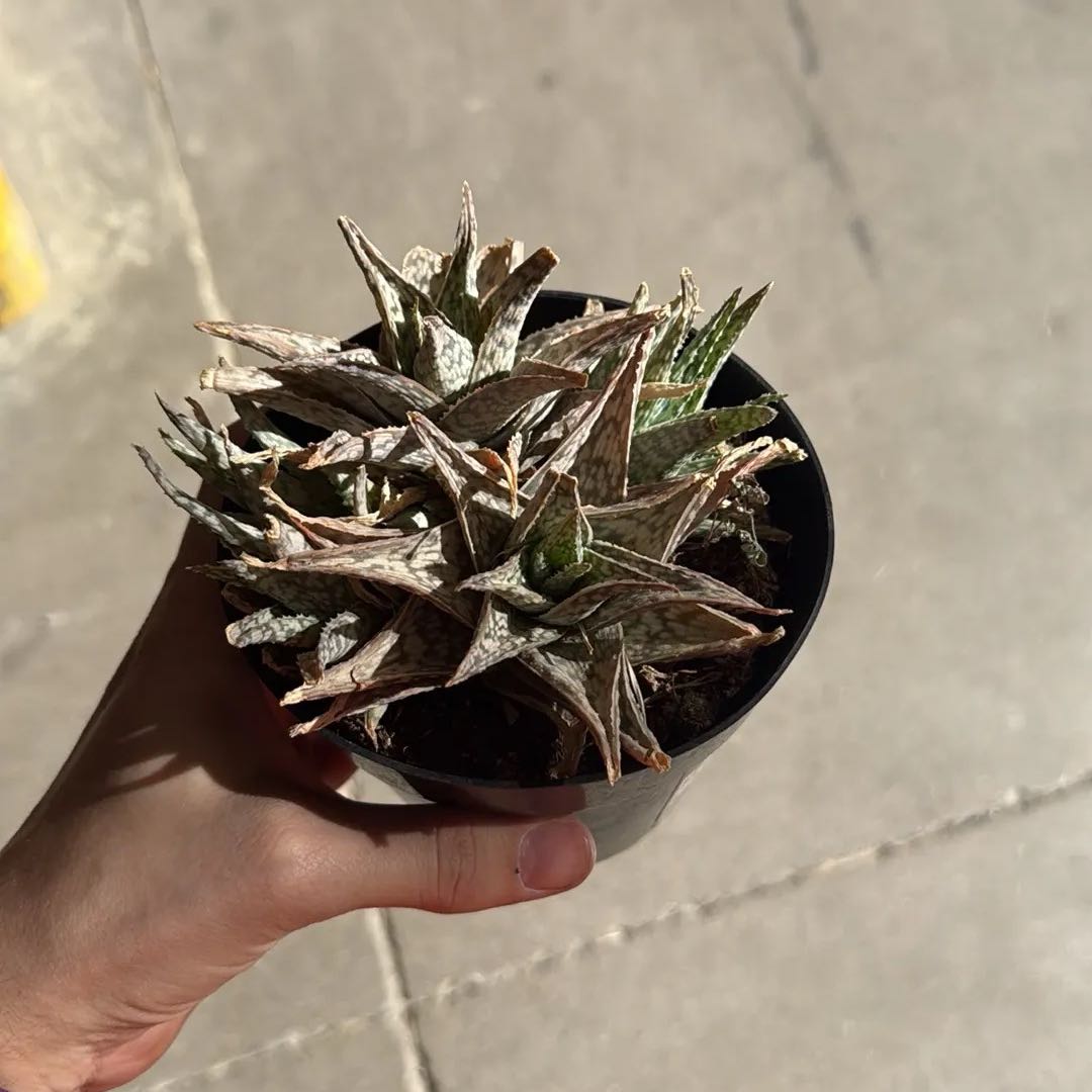 Photo of the plant species Aloe 'Blizzard' by @TiptopBuroak98 named Kardashian on Greg, the plant care app