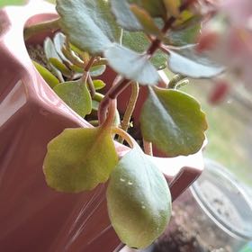Photo of the plant species Tugela Cliff-Kalanchoe by @GoodyAlula91 named Mollie on Greg, the plant care app