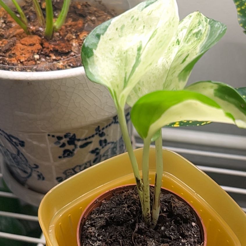 Photo of the plant species Harlequin Pothos by @YesRedmambo43 named Ulysses S Plant on Greg, the plant care app