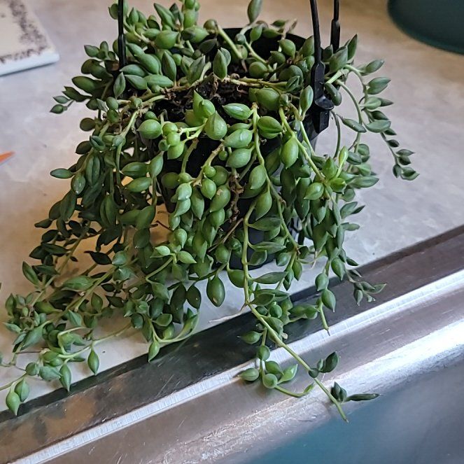 Photo of the plant species String of Raindrops by @WinRustyfig93 named Aria on Greg, the plant care app