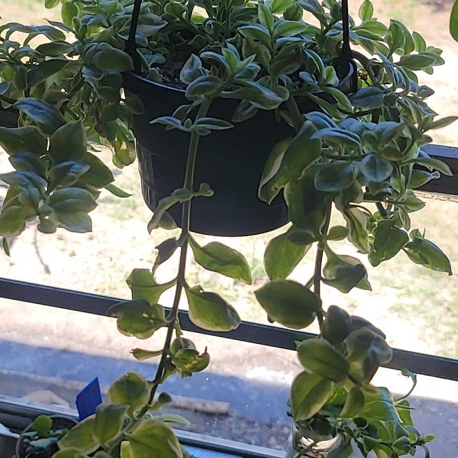 Photo of the plant species Variegated Cupid's Plant by @WinRustyfig93 named Harry on Greg, the plant care app