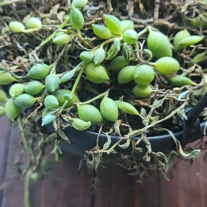 Photo of the plant species String of Raindrops by @QuirkyChards21 named Shakira on Greg, the plant care app