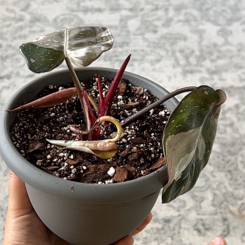 Photo of the plant species Philodendron Red Anderson by @preachstephie named Foxxy on Greg, the plant care app