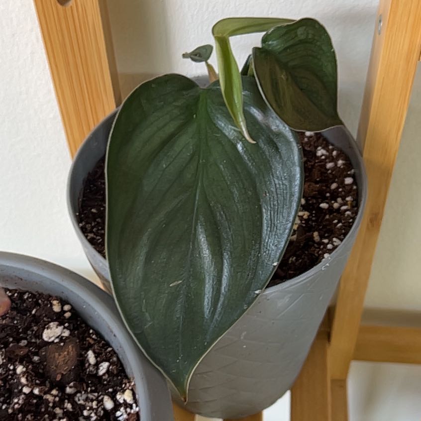 Photo of the plant species Philodendron Burle Marx Fantasy by @preachstephie named Rihanna on Greg, the plant care app