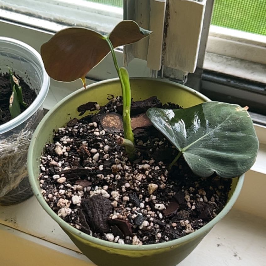 Photo of the plant species Philodendron lupinum by @preachstephie named Fernie Saunders on Greg, the plant care app