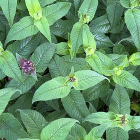 Photo of the plant species Scarlet Beebalm by @DistinctTaro named Harry on Greg, the plant care app