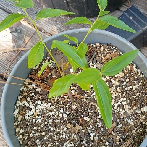 Photo of the plant species Indian Jujube by @BigBegonia17 named Leaf Erickson on Greg, the plant care app