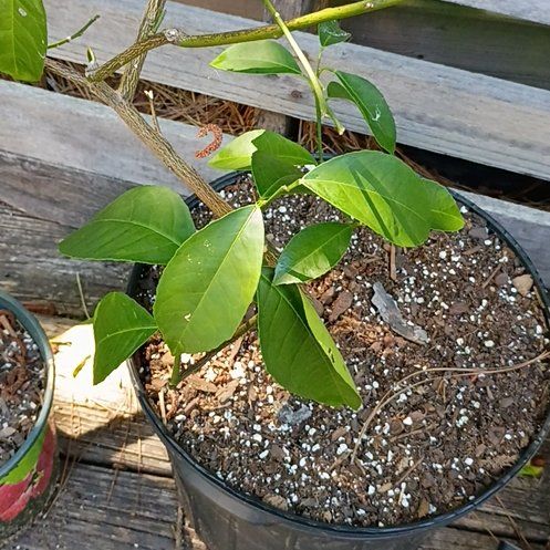 Photo of the plant species Meyers Lemon by @BigBegonia17 named Huckleberry Fern on Greg, the plant care app