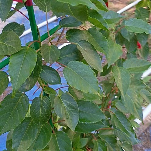 Photo of the plant species Hardy Kiwi 'Prolific' by @BigBegonia17 named Bodhi on Greg, the plant care app