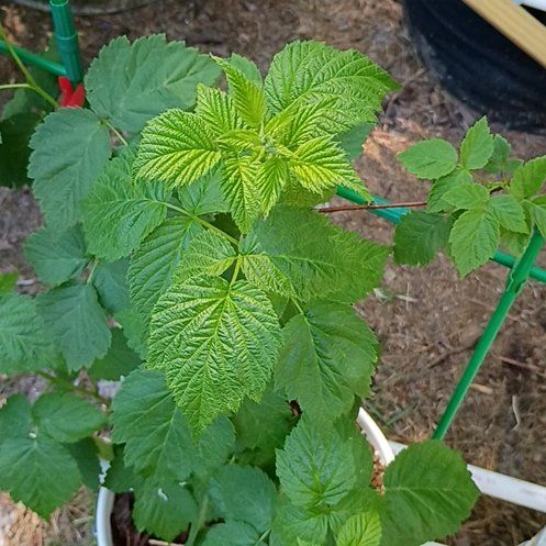Photo of the plant species European Red Raspberry by @BigBegonia17 named Fernie Mac on Greg, the plant care app