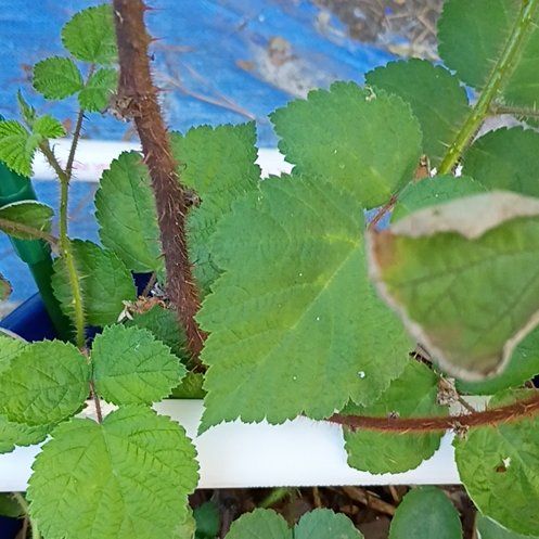 Photo of the plant species Wine Raspberry by @BigBegonia17 named Forrest on Greg, the plant care app