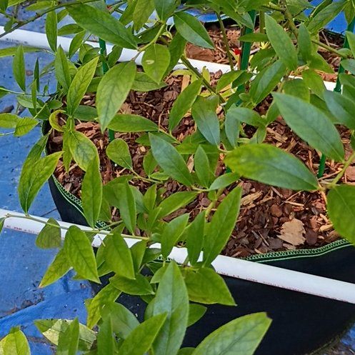 Photo of the plant species Pink Lemonade Blueberry Bush by @BigBegonia17 named Messi on Greg, the plant care app