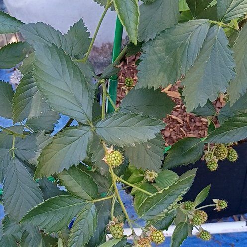Photo of the plant species Rubus Allegheniensis by @BigBegonia17 named Athena on Greg, the plant care app