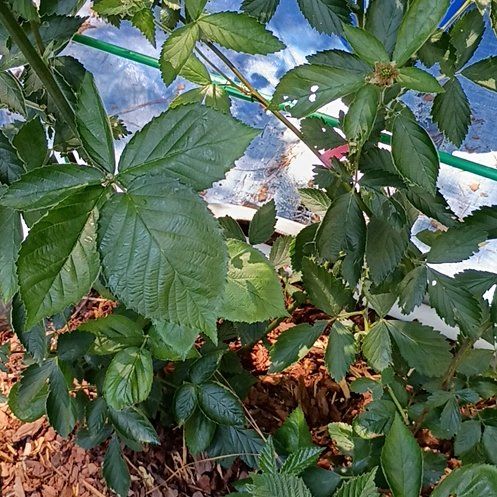 Photo of the plant species Rubus Allegheniensis by @BigBegonia17 named Zeus on Greg, the plant care app