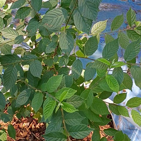 Photo of the plant species Nanking Cherry by @BigBegonia17 named Homer on Greg, the plant care app