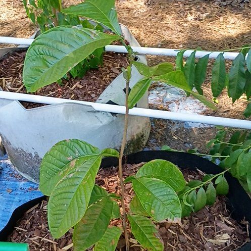 Photo of the plant species Ice Cream Bean tree by @BigBegonia17 named Michelle Branch on Greg, the plant care app