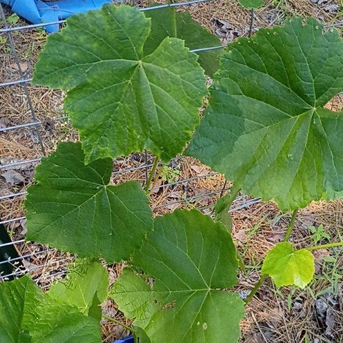 Photo of the plant species Concord Grape by @BigBegonia17 named Pax on Greg, the plant care app
