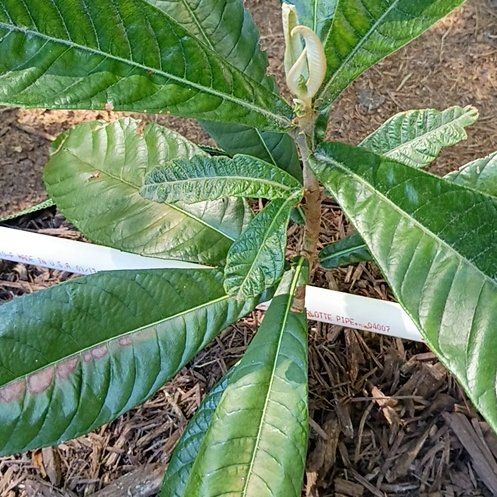 Photo of the plant species Japanese Medlar by @BigBegonia17 named Shakira on Greg, the plant care app