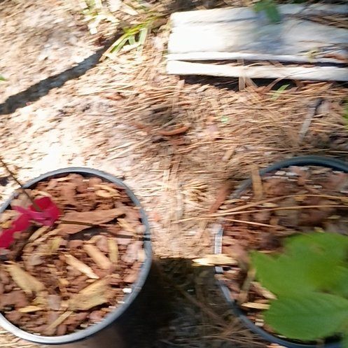 Photo of the plant species Pawpaw by @BigBegonia17 named Sproutacus on Greg, the plant care app