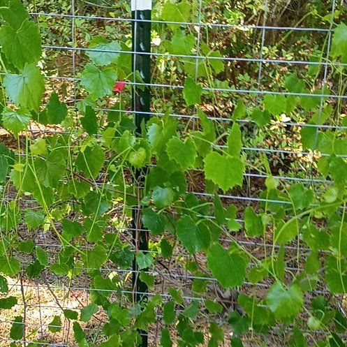 Photo of the plant species Muscadine Grape by @BigBegonia17 named Harper on Greg, the plant care app