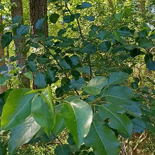 Photo of the plant species Pineapple Pear by @BigBegonia17 named Robert Plant on Greg, the plant care app