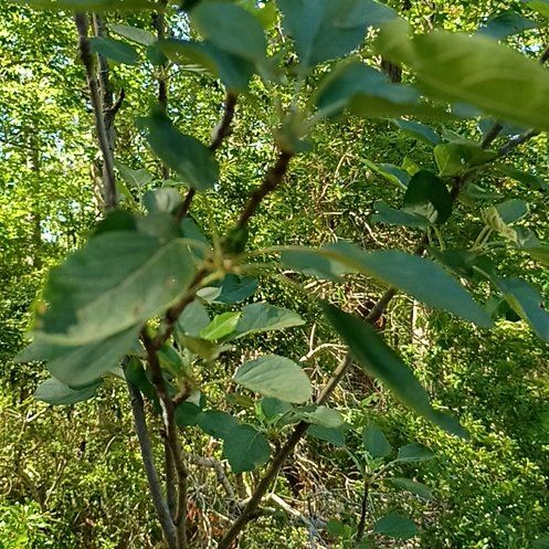 Photo of the plant species Gala Apple by @BigBegonia17 named Remington on Greg, the plant care app