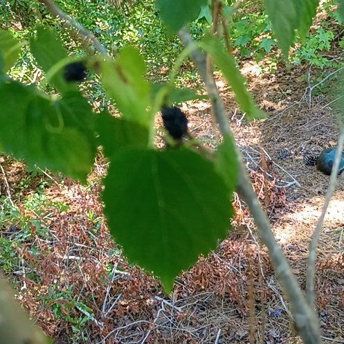 Photo of the plant species Black Mulberry by @BigBegonia17 named Mollie on Greg, the plant care app